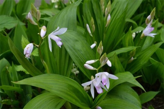 白芨出售时怎样分类,这段时间收购的白芨有哪些