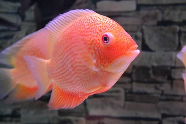 黄色的小型观赏鱼品种,黄色的观赏鱼鲤鱼