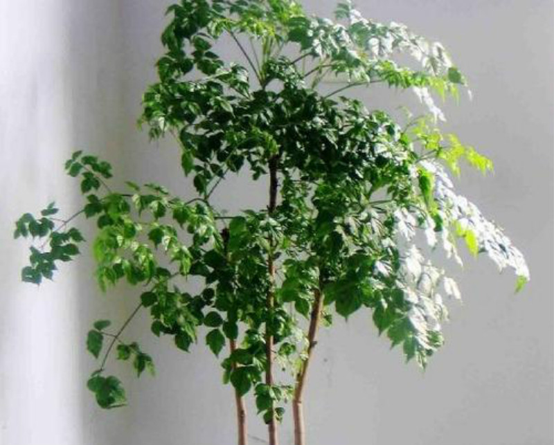 幸福树掉绿叶子是什么原因,幸福树掉绿叶怎么回事