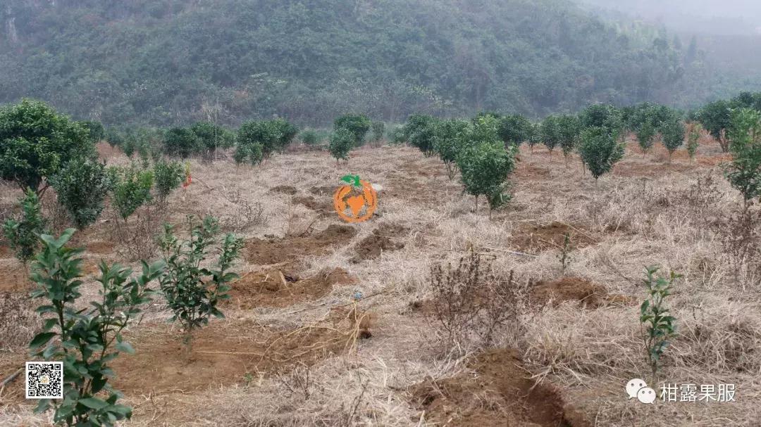 开春有什么好方法,开春除虫