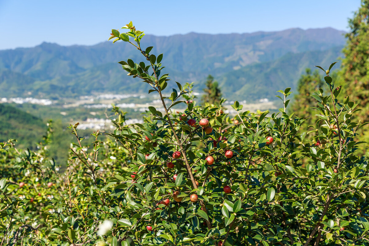 常宁茶油叫什么茶油,广西茶油同常宁茶油哪个好