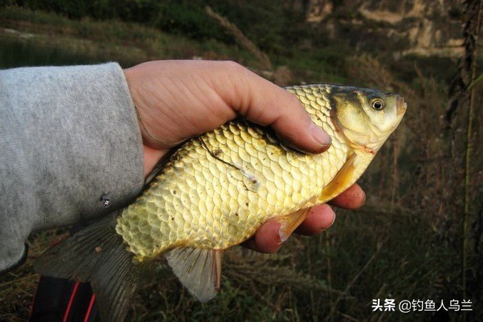 北京野钓鲫鱼的好钓点,十渡拒马河