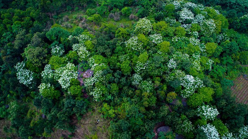 隐世原乡,又见桐花开。