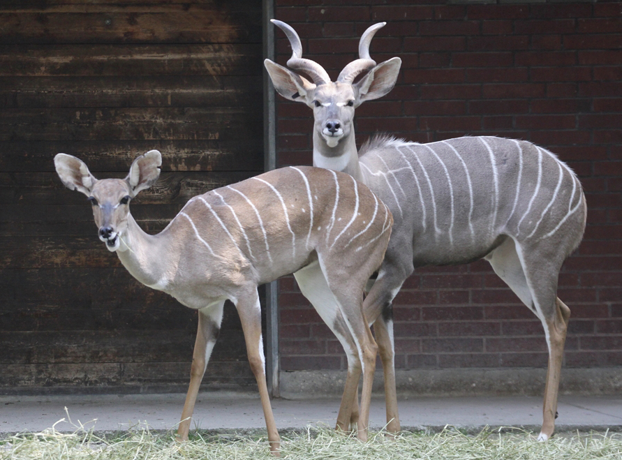 非洲牛科,物种繁多,来认识一下非洲大陆的各种羚羊吧