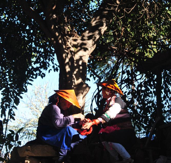 这5种大树，颜值高，经济实用，老一辈人生活经验中见证过的