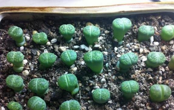 生石花怎么养得越来越大,生石花在室内怎么养