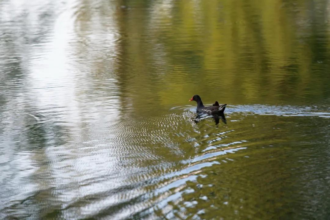 武汉华侨城湿地公园绿化,华侨城生态湿地公园武汉什么区