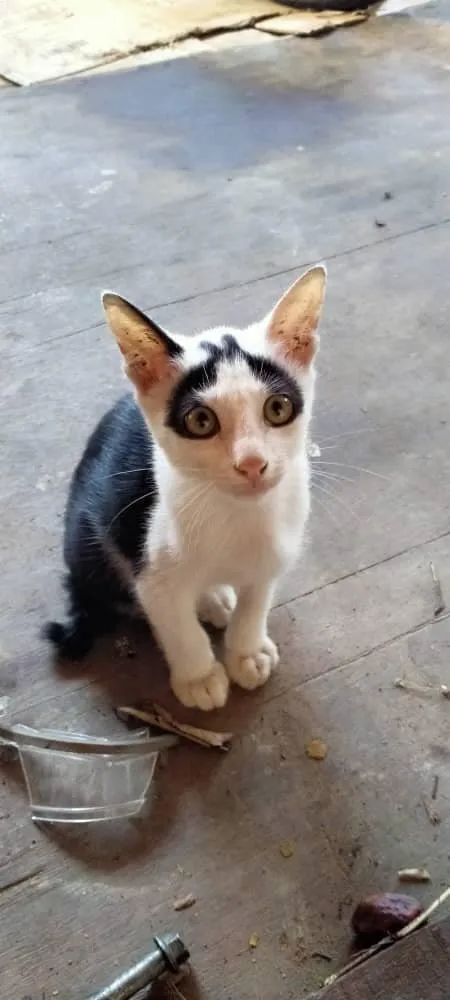 白猫头上一撮黑毛而且很凶,当猫戴上了金箍