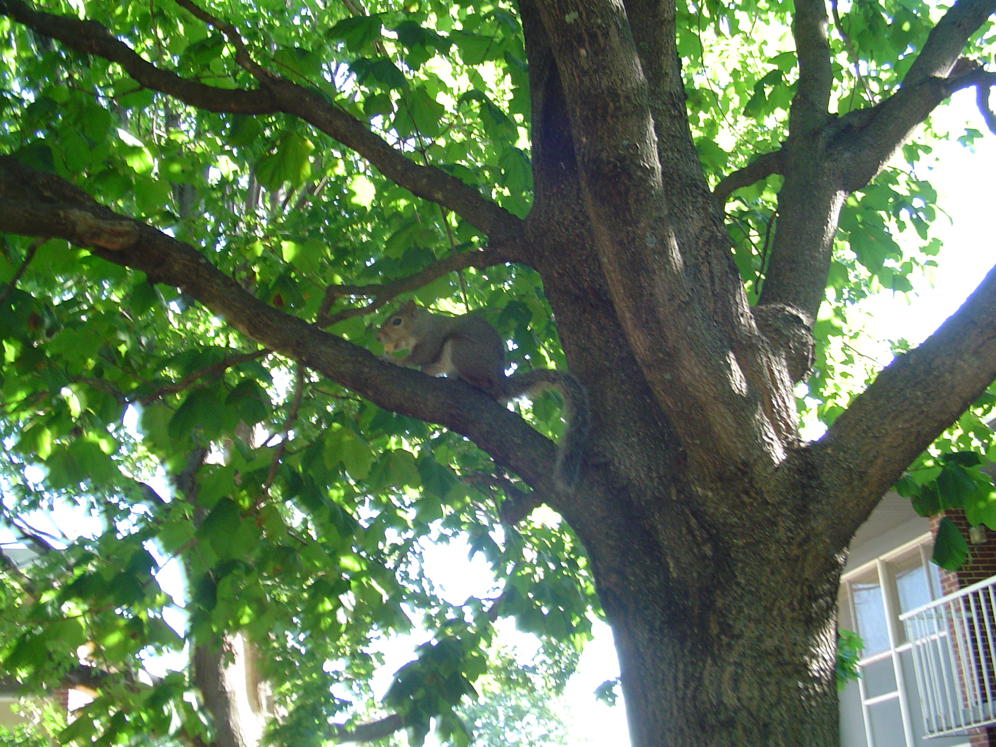 我的“大尾巴”，你在异国他乡还好吗？