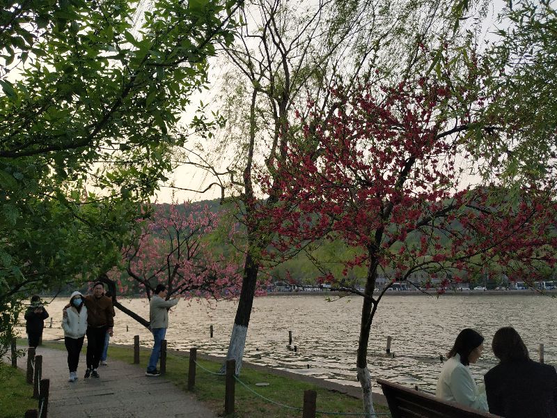 林逋隐居西湖孤山,林逋隐居杭州孤山阅读答案