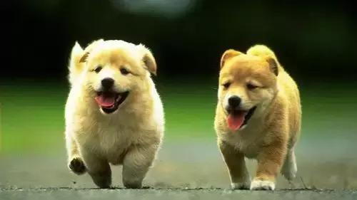 两组数据对比筛查,犬瘟检测两次结果不一样