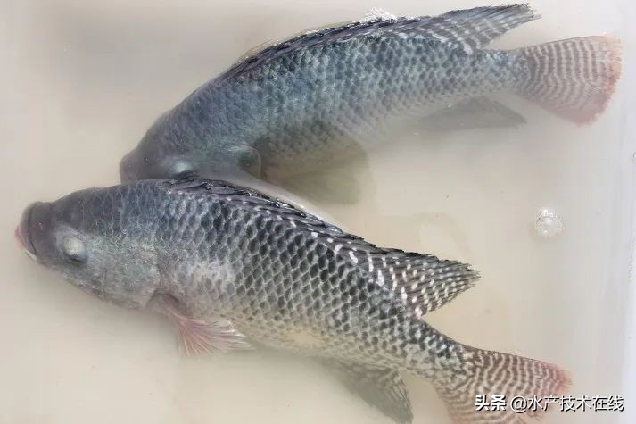 鱼苗不吃食是怎么回事,鱼苗身上长白毛怎么回事