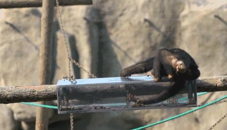 下大雨时会有哪种昆虫,下雨的时候苍蝇是怎么躲避雨的