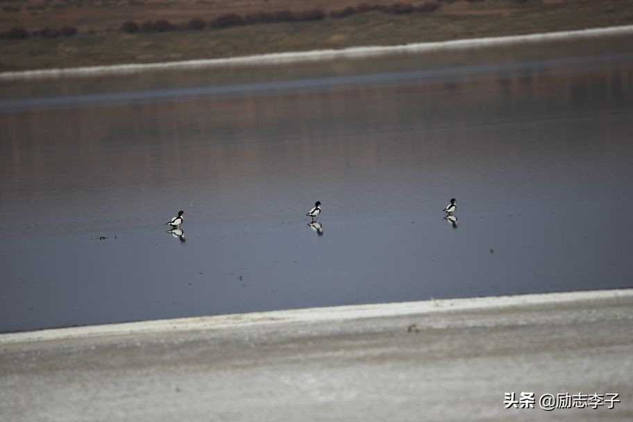 宁夏候鸟,候鸟监测简报