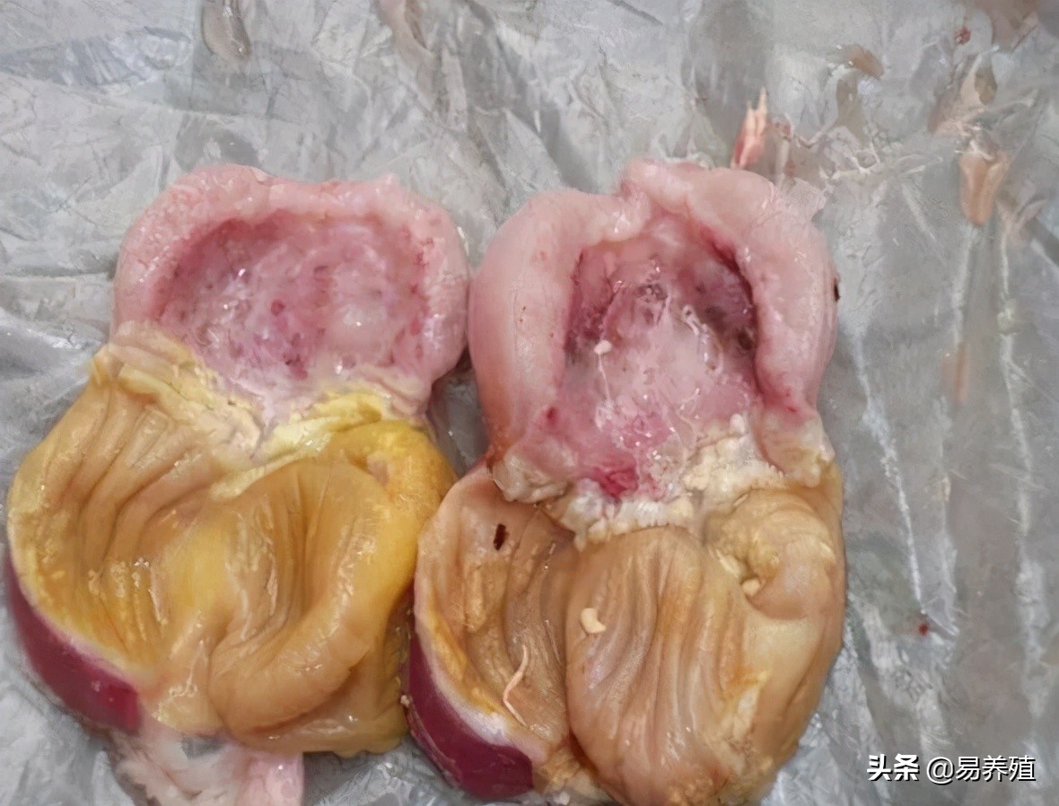 易养殖：带你治好鸡腺胃炎