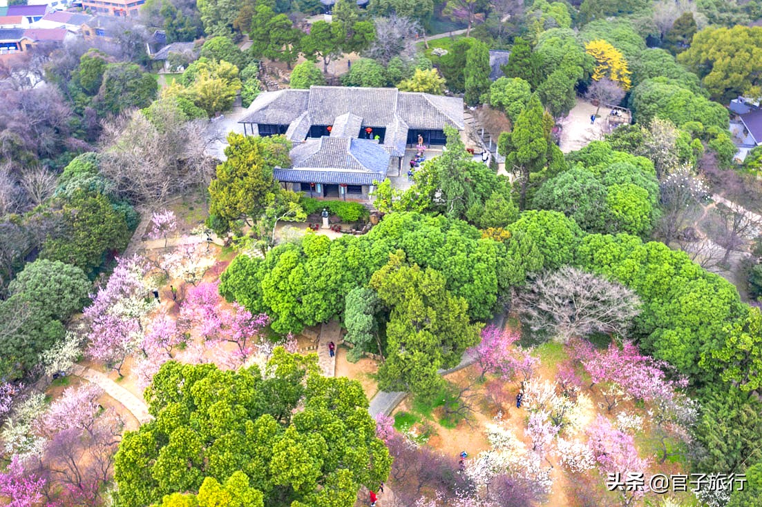 无锡梅园万紫千红约你来，三月梅花盛开，读懂坚韧不拔品质值千金