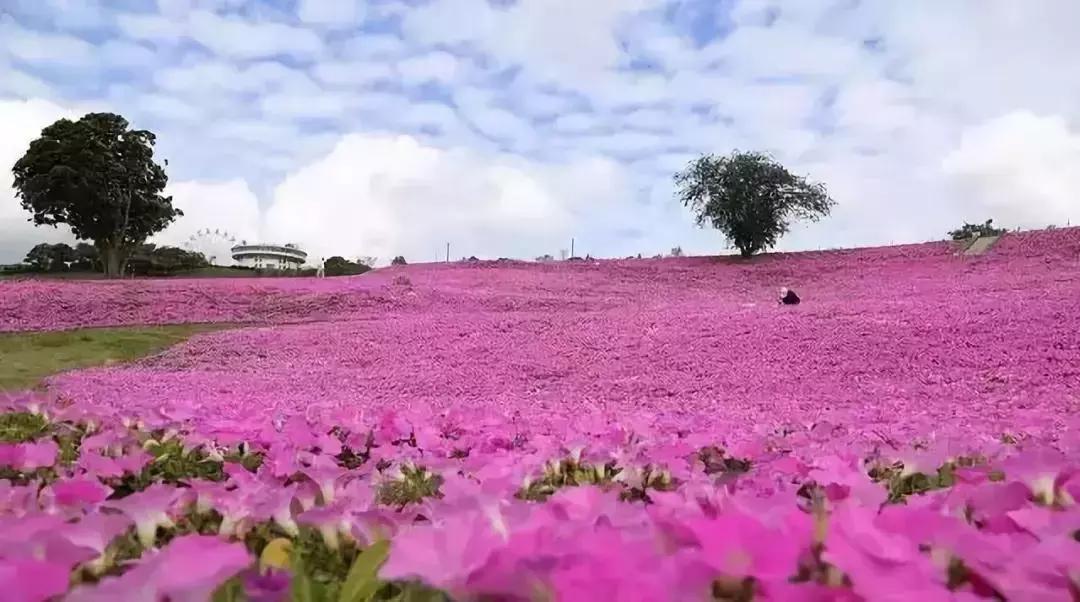 日本农场营收10亿经营秘诀,日本妈妈牧场怎么运营