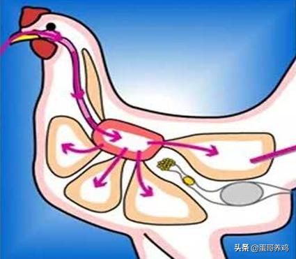 家禽剖检,家禽剖检的顺序和检查点