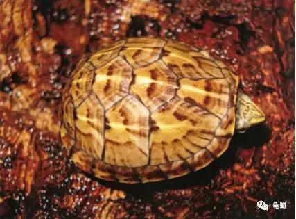 蛋龟之王巨头蛋龟,果核蛋龟新蛋龟之王
