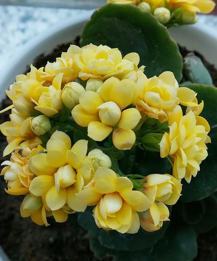 长寿花，寓意好、开花漂亮，花期长，品种多达300个