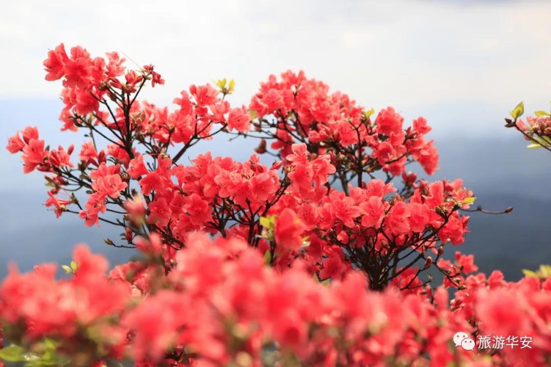 春风十里不如你,我在华安等着您