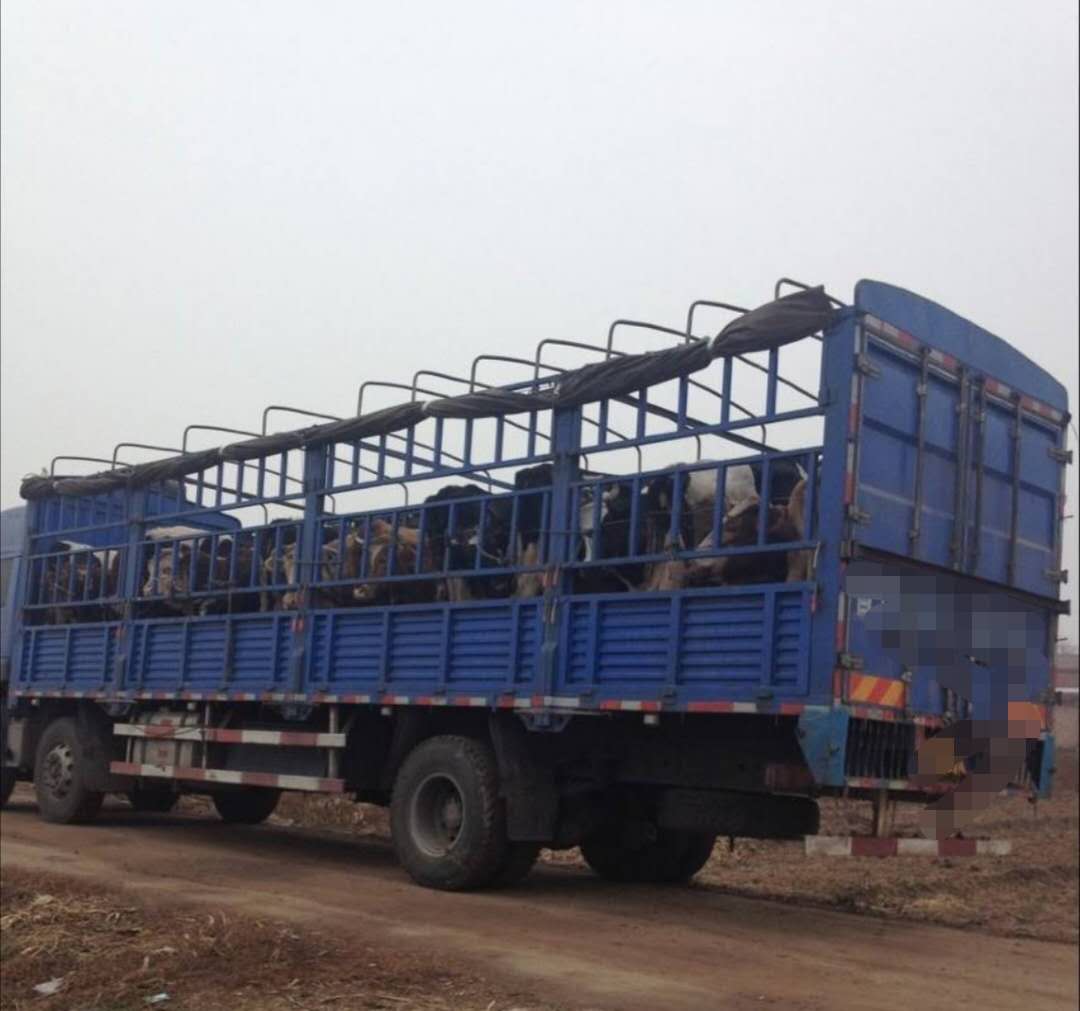 老司机拉牛魔王,老司机拉了一车牛魔王