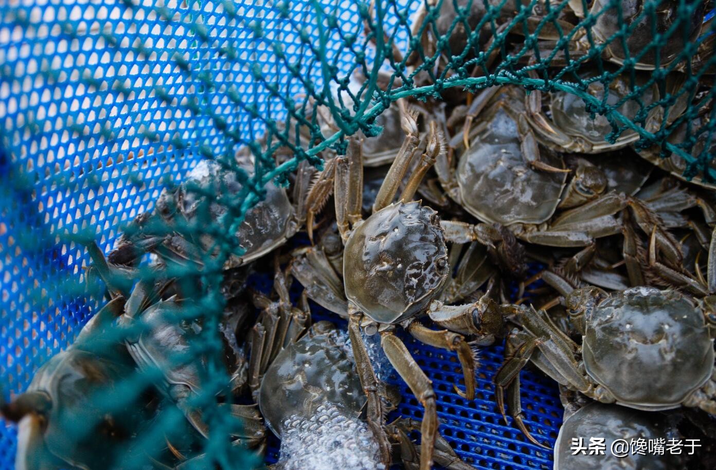 螃蟹为什么要捆着,螃蟹为什么要藏起来