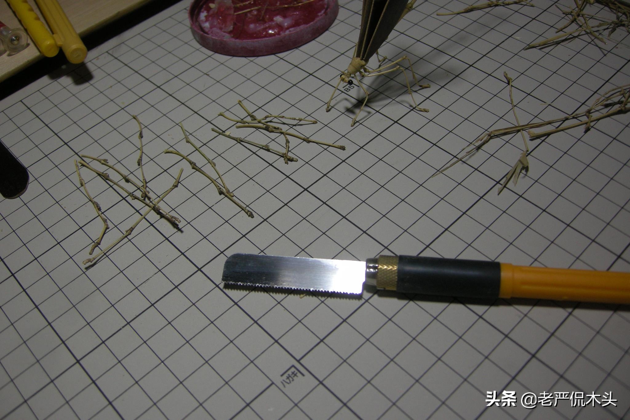 昆虫标本树脂竹节虫,昆虫标本制作竹节虫