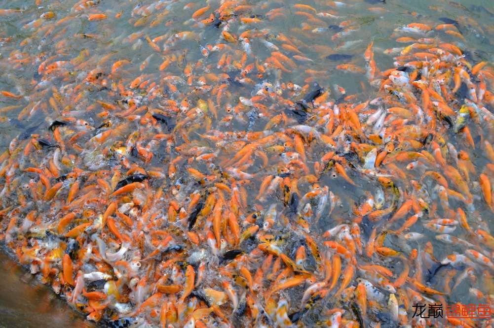 锦鲤苗成长,日本锦鲤水花苗成长