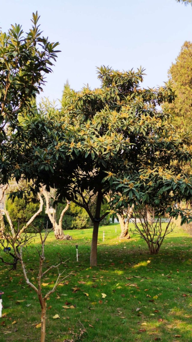 家乡的枇杷黄了,临安哪里有枇杷