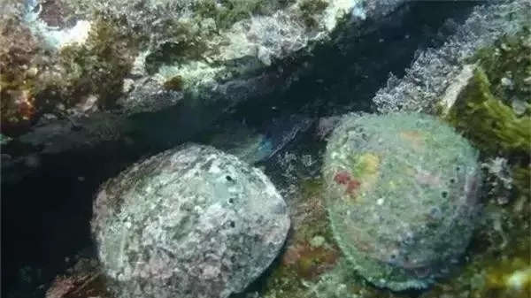 世界鲍鱼品种大全，看完成半个专家了！