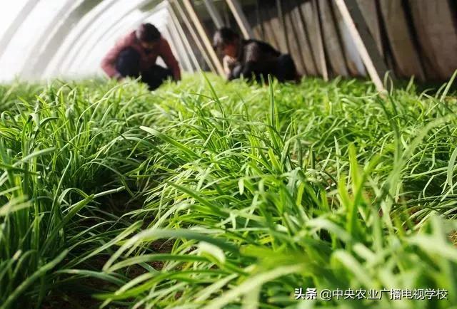 刚栽韭菜干尖是怎么回事,露地韭菜干尖怎么办