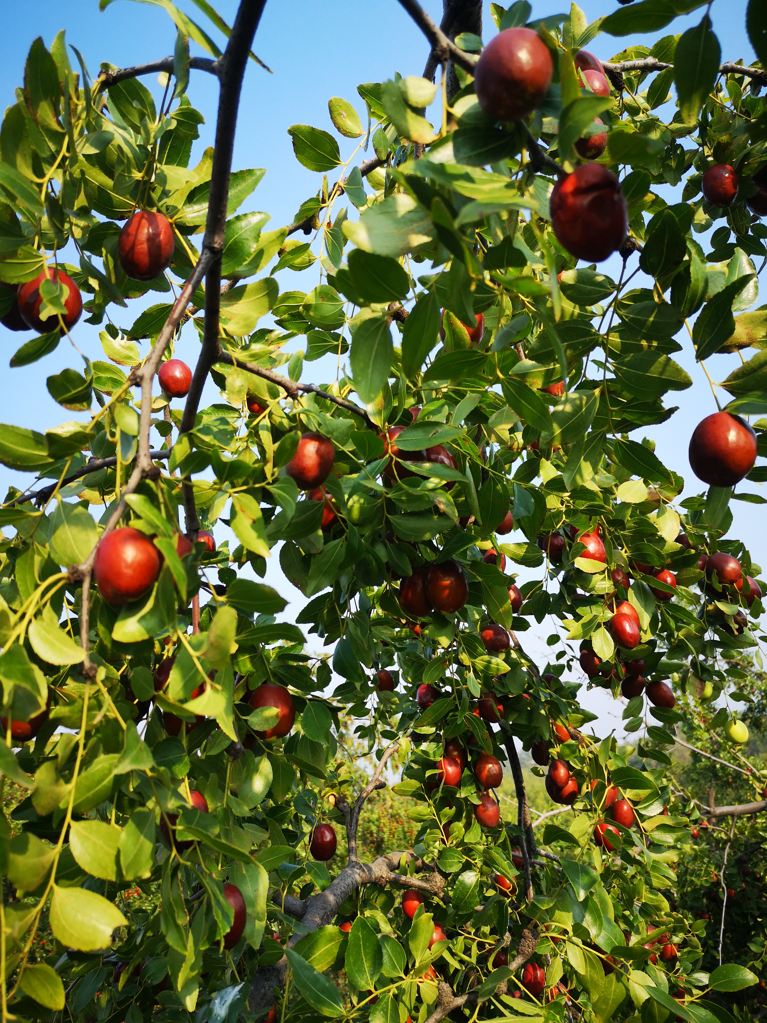 璐℃灒楠忔灒鐏版灒,璐℃灒鍥藉