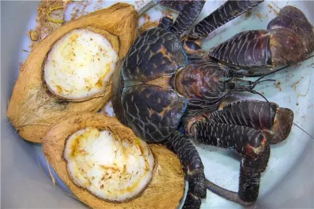 对帕劳之行的感悟,帕劳一场诗和远方的旅行