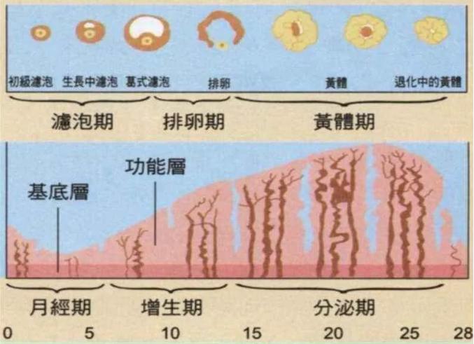 子宫内膜厚度多少会影响卵泡着床,内膜和卵泡长到多少会怀孕