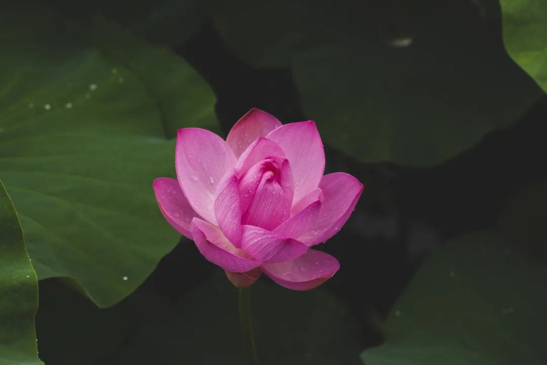 航拍荷花调色技巧图解大全,超简单国画入门教学荷花调色