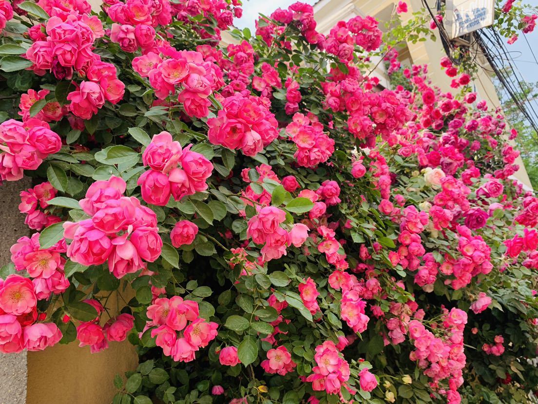 怎样才能让藤本月季快速成为花墙,藤本月季和蔷薇哪个做花墙比较好