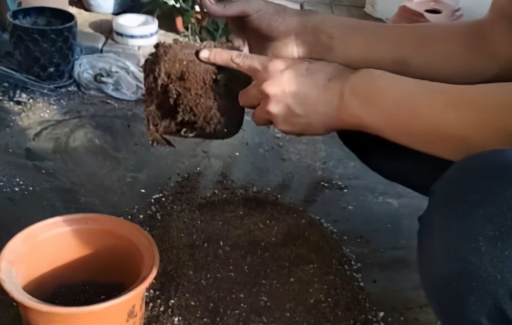 养杜鹃花的技巧,杜鹃花10种品种