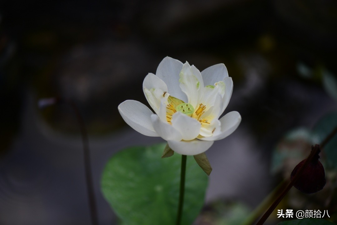 碗莲种藕生长到开花全过程,碗莲种植方法和时间图片