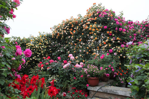 阿司匹林药片如何兑水浇花,阿司匹林营养液合用浇花好吗