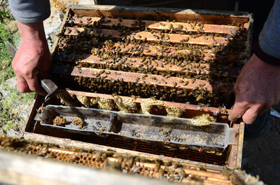 蜂群来袭,在野外遇到蜜蜂群蜂攻击该怎么办