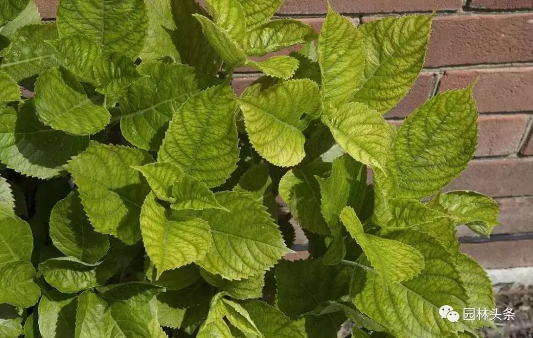 树黄化用什么治,园林树木黄化病的综合防治