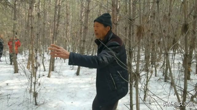 70岁老汉野外和500斤东北虎对峙,老汉和老虎对打