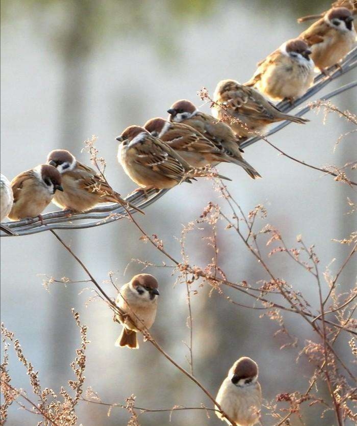 杉观土鸡锅,杉观