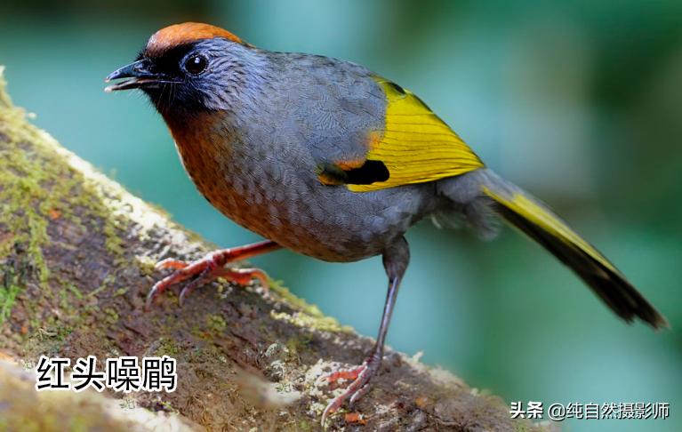 画眉品种有哪些,画眉科的鸟类大全