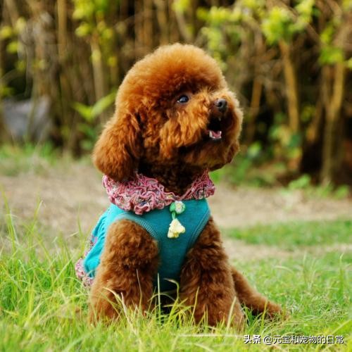 养好一个泰迪的注意事项,养泰迪犬怎么能长寿