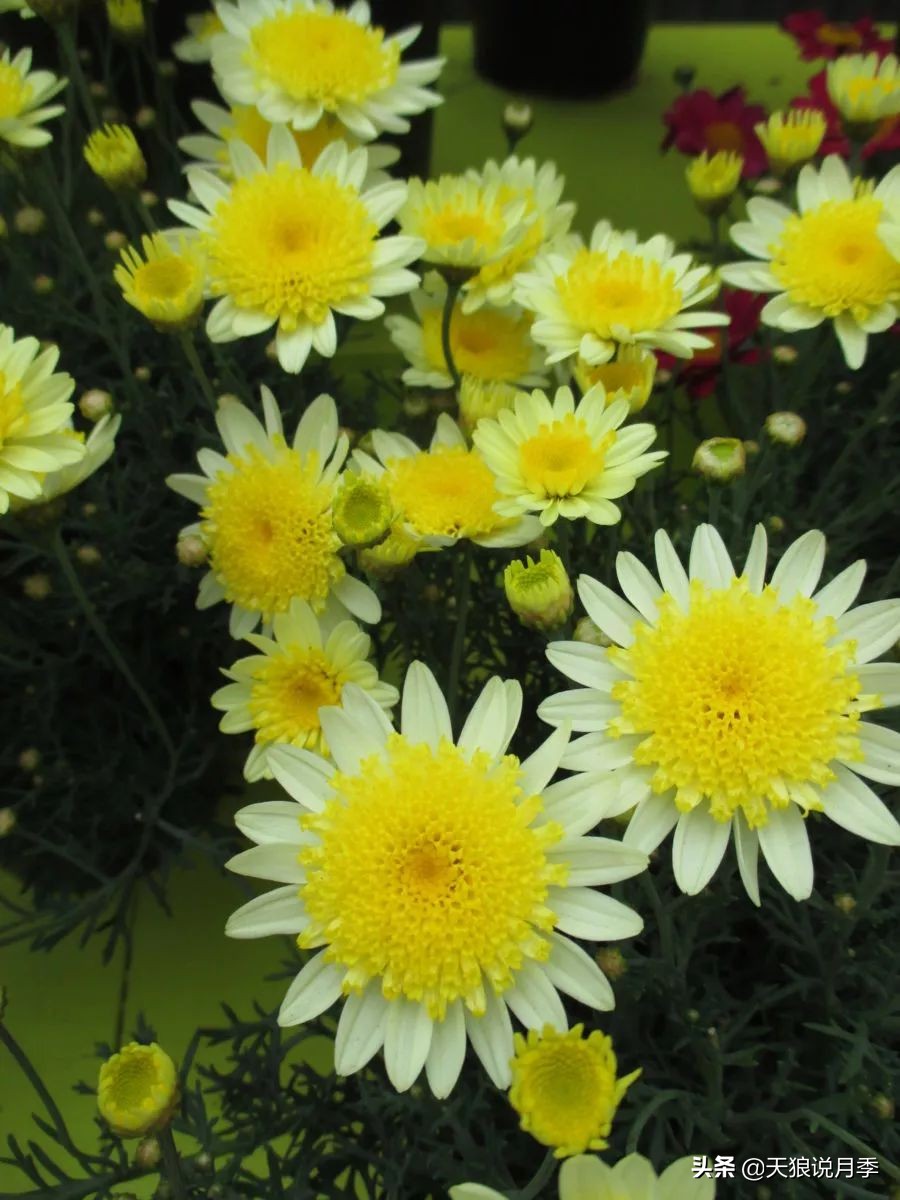 盘点每个世界第一关最强的植物,有哪些可以卡无敌的植物