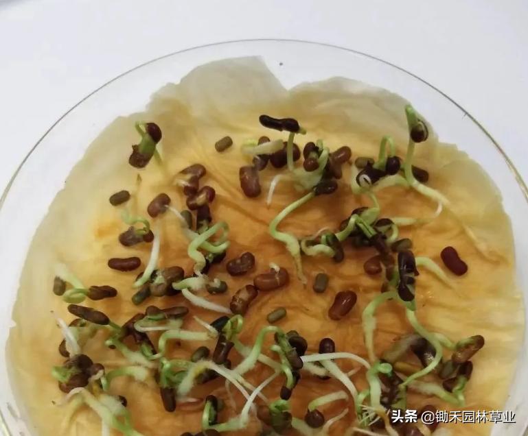 适合盐碱地的植物有哪些,绿化草耐旱品种