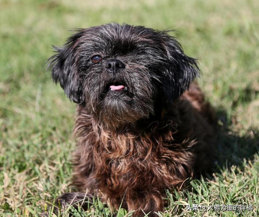 流浪小狗被收养在门口停住了,流浪小狗被好心人喂养5年