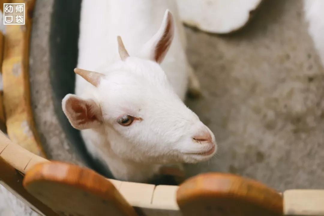 从哪个地方感受到幼儿园的美,幼儿园艺术感受与欣赏感悟分享